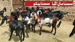 Pure Amritsar betal bakriyan a plus quality wali baba sasta  nagara daba mall zafar Bakra TV 