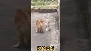 The Internet&rsquo;s Most Rebellious Cats