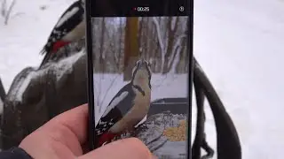 Дятлы. Неудачная съёмка / Woodpeckers. Unsuccessful shooting