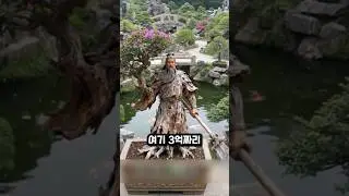 분재가 비싼 이유