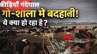 आखिर कीड़ियां गंडेयाल गौशाला में  ऐसा ...See more