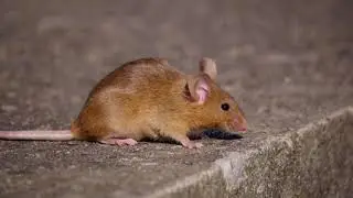 Fancy Mouse (Mus musculus forma domestica) / Europ&auml;ische Farbmaus