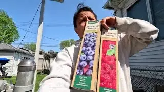 Growing my  Berry Bush in the MIdwest #Berrybush