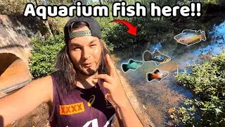 *СУМАСШЕСТВИЕ* Поймать сотни аквариумных рыбок в ручье! 🐟💦 (Нереальная находка)