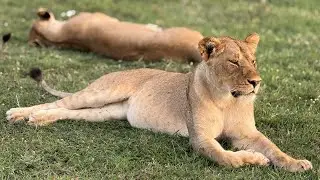 A lion relaxing after a long day #lion #wildlife #gosafari #govacation 