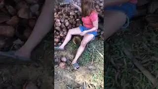 Copra Process/Removing Coconut meat from the shell.