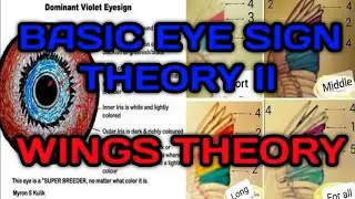 BASIC EYE SIGN THEORY II AND WINGS THEORY