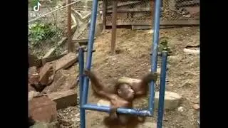 baby orangutan hurts itself. ):