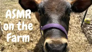 ASMR : Cows Eating | Fun on the Farm | Peaceful Farm Animals