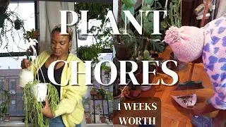 Realistic Weekly Plant Care | 1 FULL Week of Houseplant Chores | How I maintain my collection