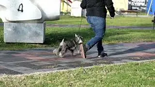 Antromeda Sovello ''Akira'' puppy