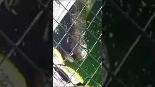 사람을 잡아먹는 악어로 알려진 악어