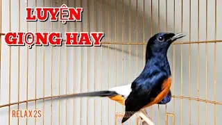 LUYỆN CHÒE LỬA HÓT GIỌNG HAY #choeluahot #muraibatu 