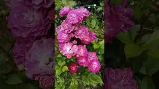 Роза Беби Фаракс (Baby Faurax) миниатюрная, Тантау.