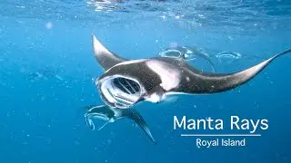 Manta Rays cyclone feeding at Hanifaru Bay : snorkeling in the Maldives