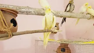 Bird colony setup (small aviary) Cockatiel, love birds, budgies 🦜#my new bird colony