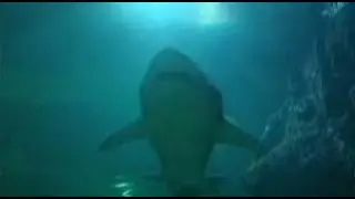 Deep Sea World With Music On History Visit To North Queensferry In Fife Scotland
