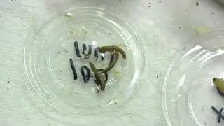 What Do Frogs Eat?