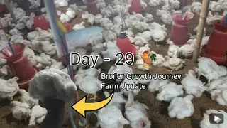 Day- 29 Poultry Farming learning // #farming #farmer #growth#india #indianfarmer#international#india