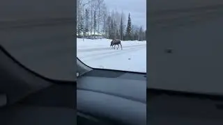 Just another day in Alaska