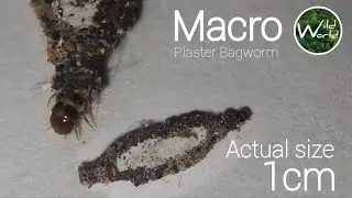 Plaster Bagworm Macro - Macro Video - Macro World - Insects Macro - Macro Wild - Wild World TV