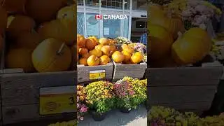 #canada #canada2023 #canadalife #канада #moncton #pumpkin #autumnincanada #sobeys #осеньвканаде