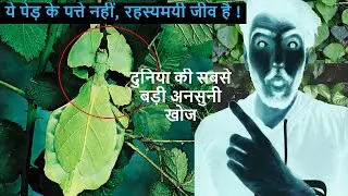 पेड़ के चलने वाले  रहस्मयी पत्ते | Phylliidae | Walking leaf Insect | Unbelievable Facts Ep 5