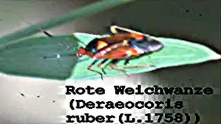 Naturbeobachtung Rote Weichwanze(Deraeocoris ruber(L. 1758))