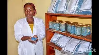 Using Aflasafe to fight Aflatoxin