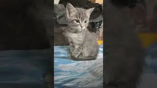 confused kitten😺 #cat
