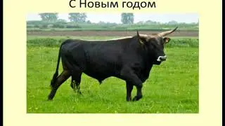 С Новым 2021 годом, Друзья! / Happy New Year 2021, Friends!