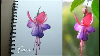 Watercolour Fuchsia| Sketchbook practice