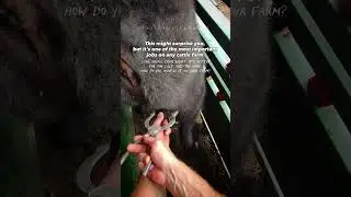 How do you castrate your calves? Bands or knife?