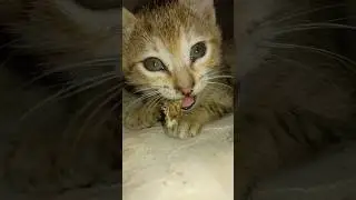#cat #gaming #trending #cute #cute #kitten #love #viral #shorts #art #animals #music #catvideos