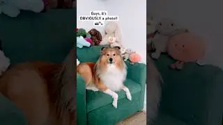 It's obviously a photo #trending #viral #shorts #photo #TiggyN