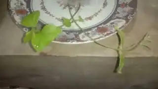 cutting plants. #ksaviary #youtube #facebook