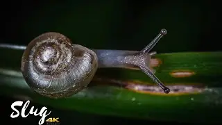 Slug a common name for any apparently shell-less terrestrial gastropod mollusc |#DAnimalShorts