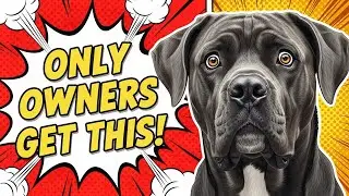 10 Things Only Cane Corso Owners Understand