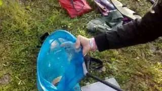 carpa specchi luca