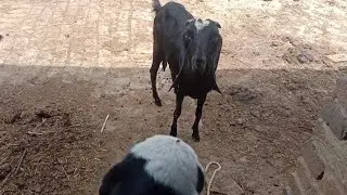 Goat voice,bakri ki awaaz