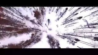 Alaska- Winter Forest Aerial in 4K