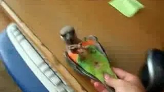 Red bellied parrot