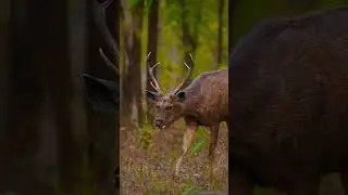 Wildlife Safari in Pench National Park | Pench Tiger Reserve | Madhya Pradesh