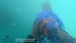 Juno Beach Pier Underwater Camera Highlights July 2025