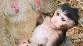 Super cute baby monkey newborn Polino | Monkey Popeye, Monkey Polino