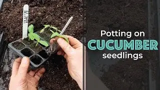 Potting on Cucumber Seedlings