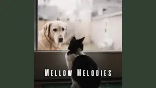Calming Pet Piano