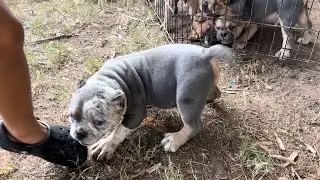 New Micro Bully to the camp ⁉️⁉️ #dogs #puppy #like #subscribe #fyp