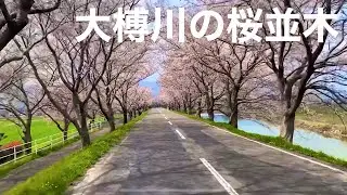 岐阜県大榑川（おおぐれがわ）の桜並木ヘサイクリング
