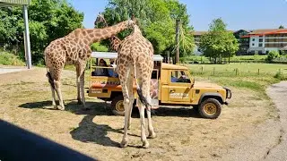 ZUFARI - Ride into Africa May 2025 POV (Chessington World of Adventures)